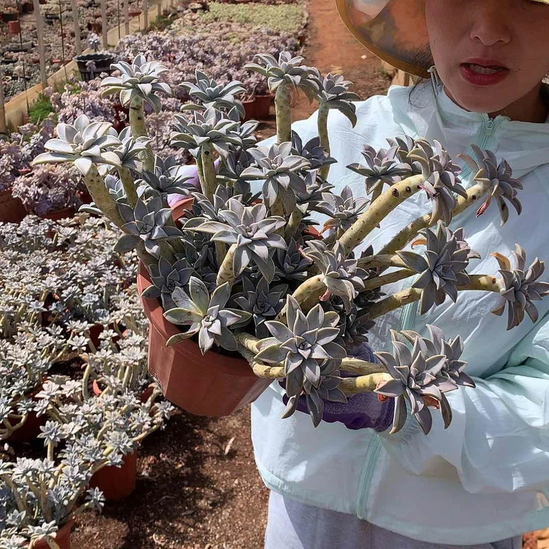 多肉植物太子妃老桩22.8