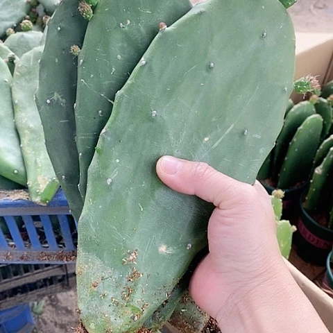 3片20公分左右有根脱土发货带花苞胭脂仙人掌