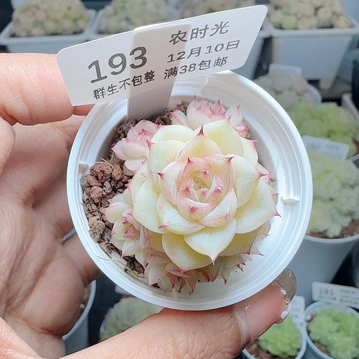 1210-193xx-59麦杆