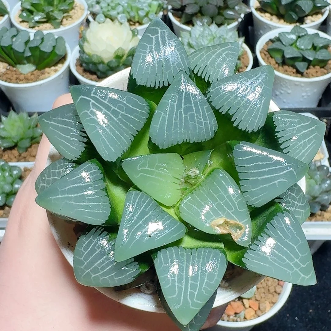 十方克一物一拍发货