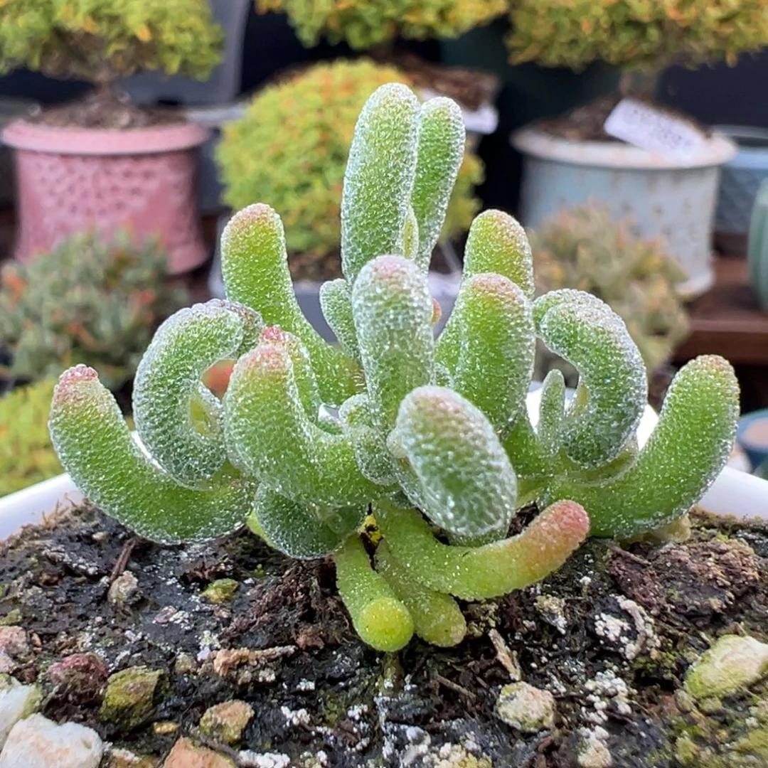 dy3954小小小小可爱冰晶锦冠幅3.8cm