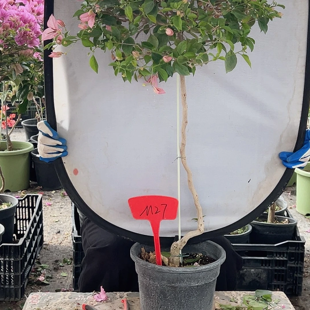 唯***大部分花苞少量开放M27婆罗洲樱花