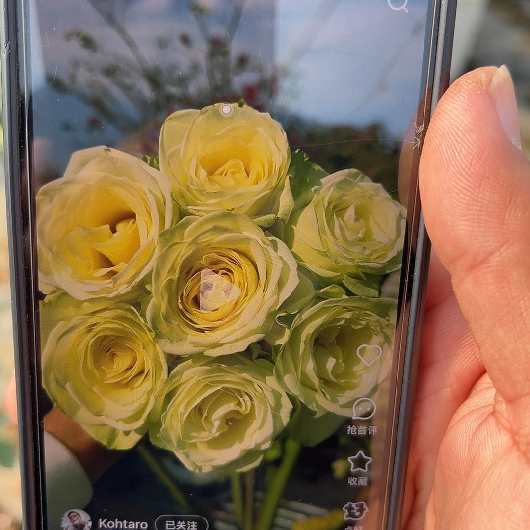 无花朵———-绿光森林 福利款 七加仑