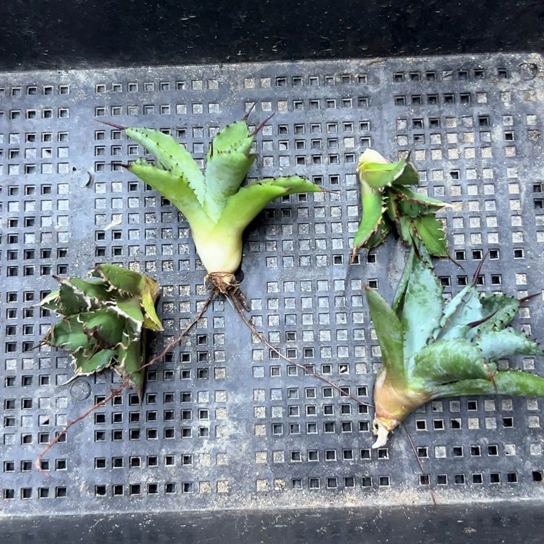 明***i龙舌兰芽一物一拍