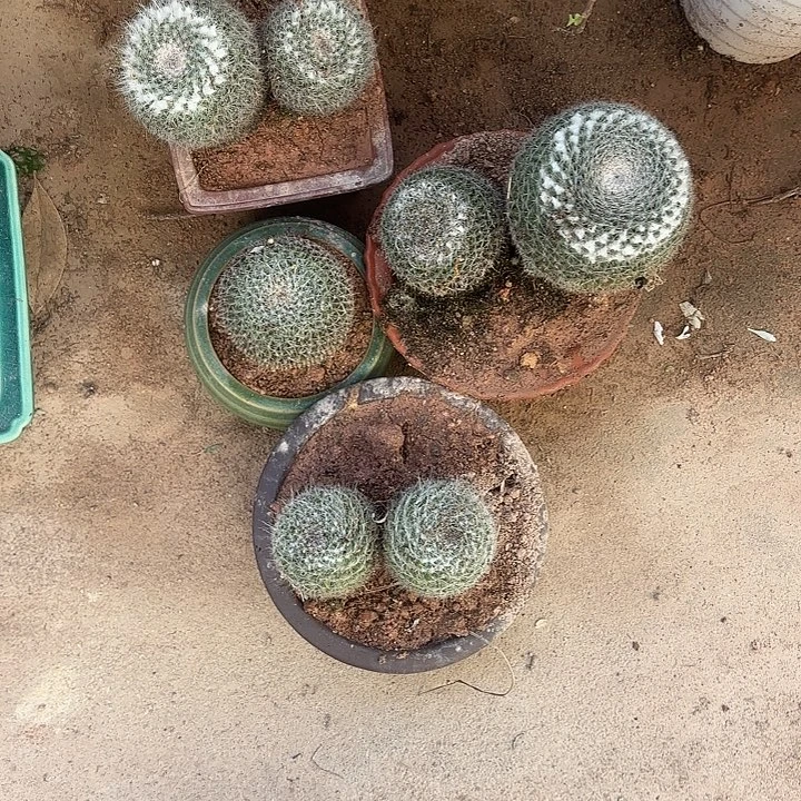 徐***护无花朵带土球发货