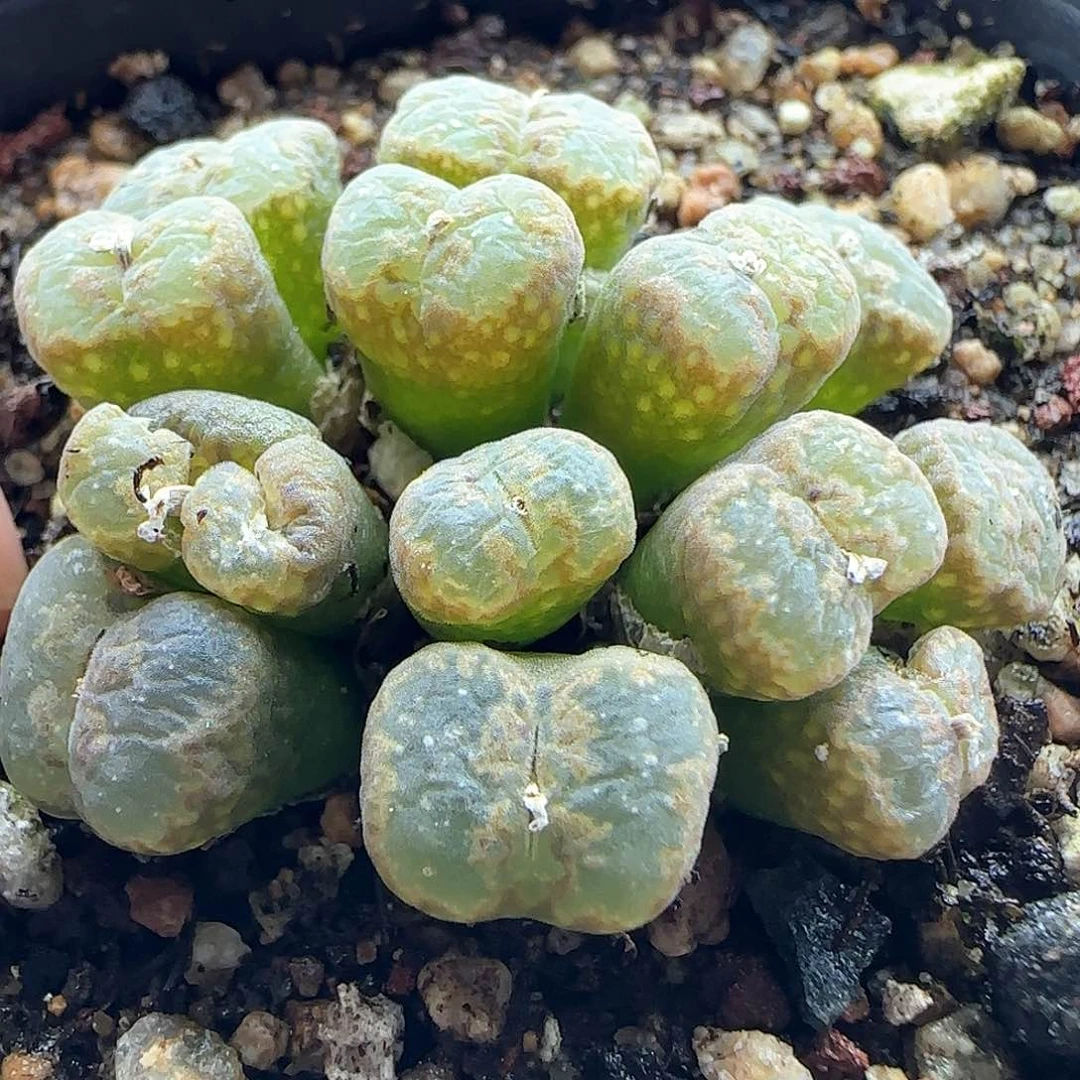 一****y脱土年后发货24122