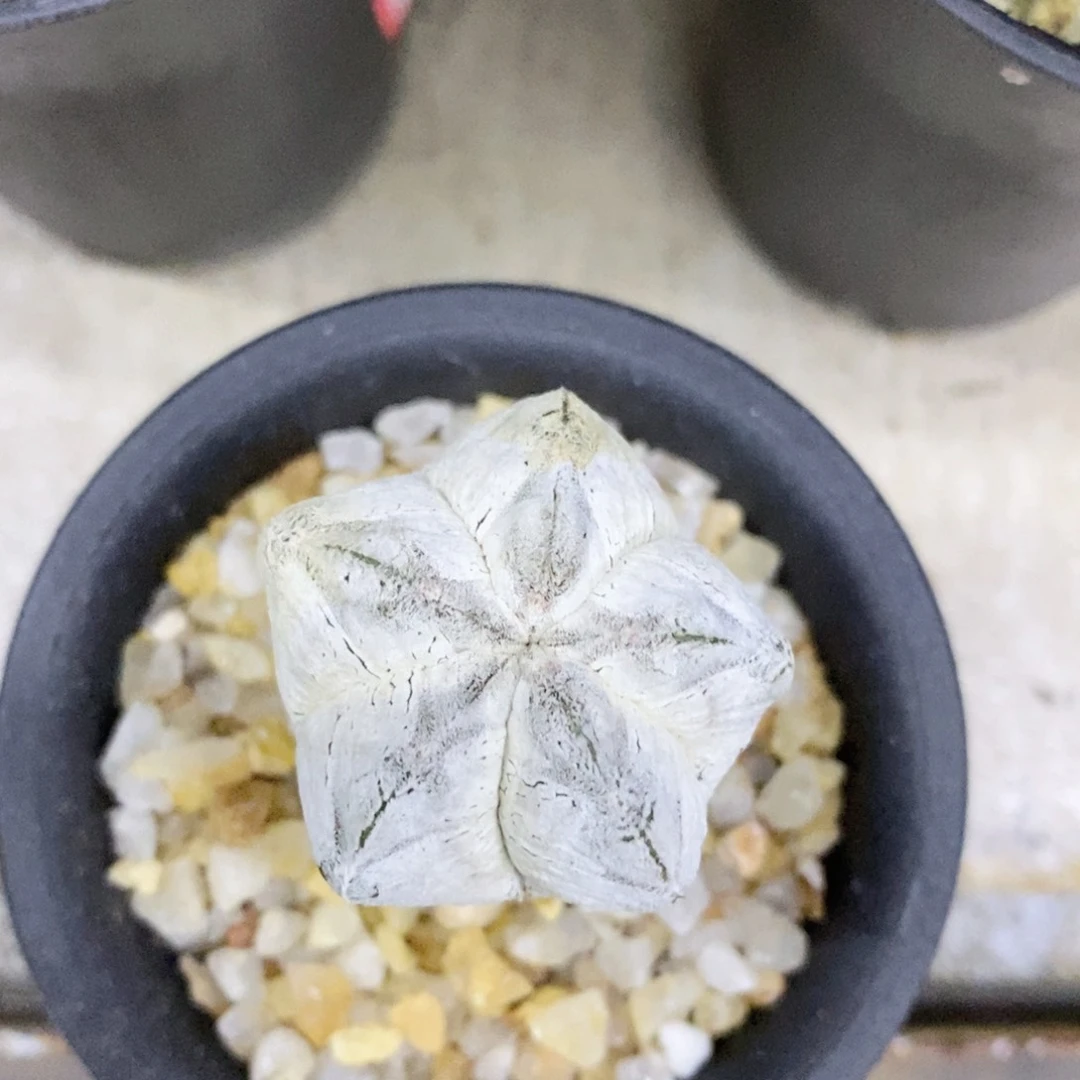 糕***公仙人球浓白嗯塚实生3.5带盆