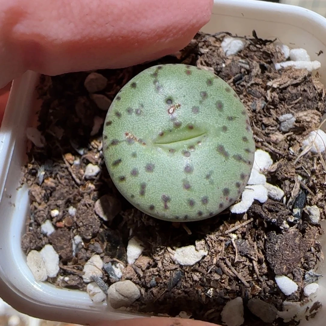 肉锥多肉植物百科-荷叶安贞237