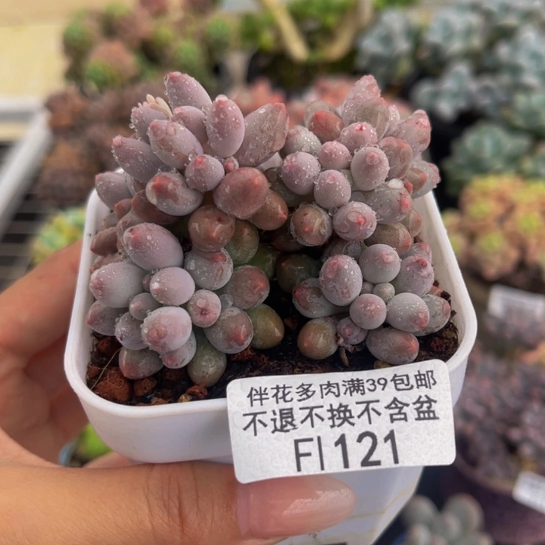 121-婴儿手指多肉6cm