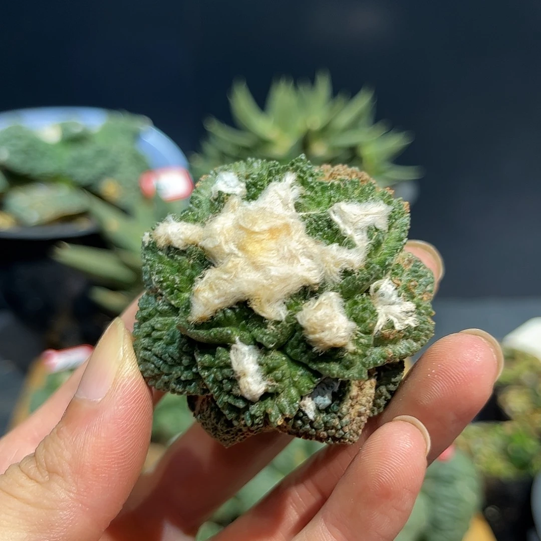 31号自根龟甲哥斯拉
