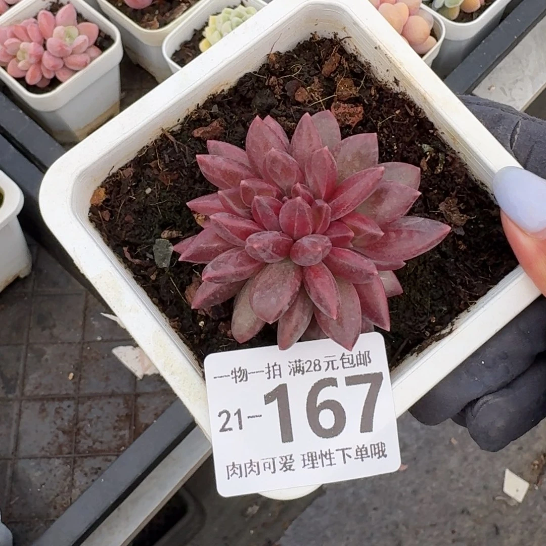 迷雾泡泡缀无盆土发货无