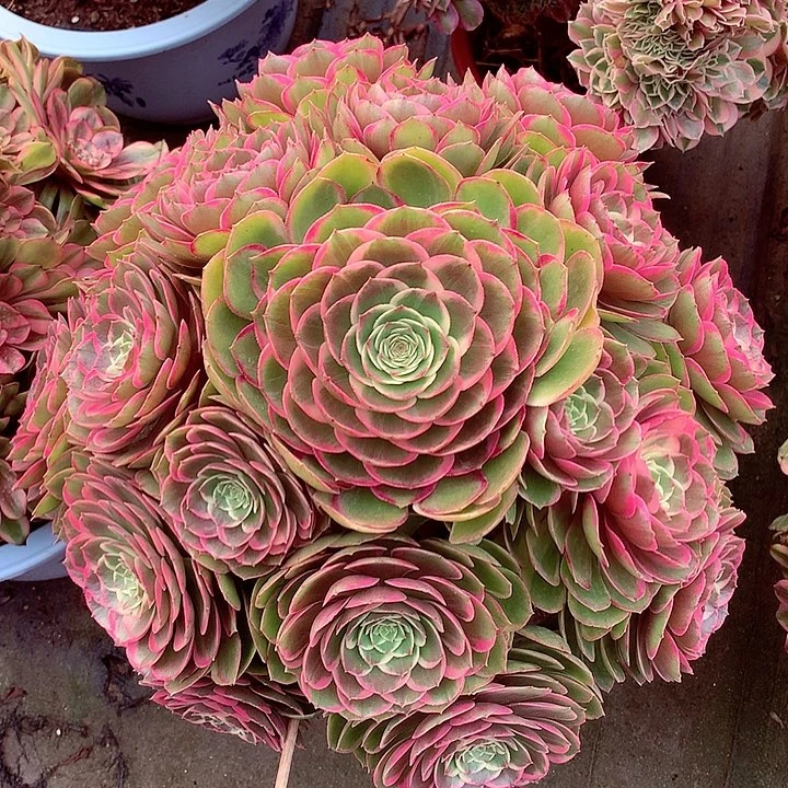 大花妖，多肉植物