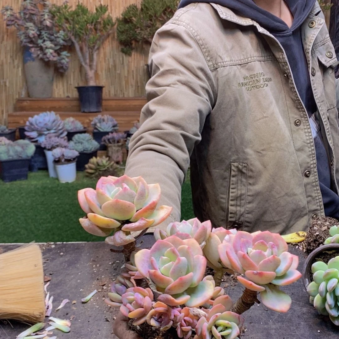 ?***?F174号白月光老桩