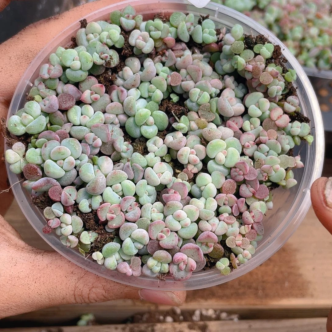多肉植物多肉植物977