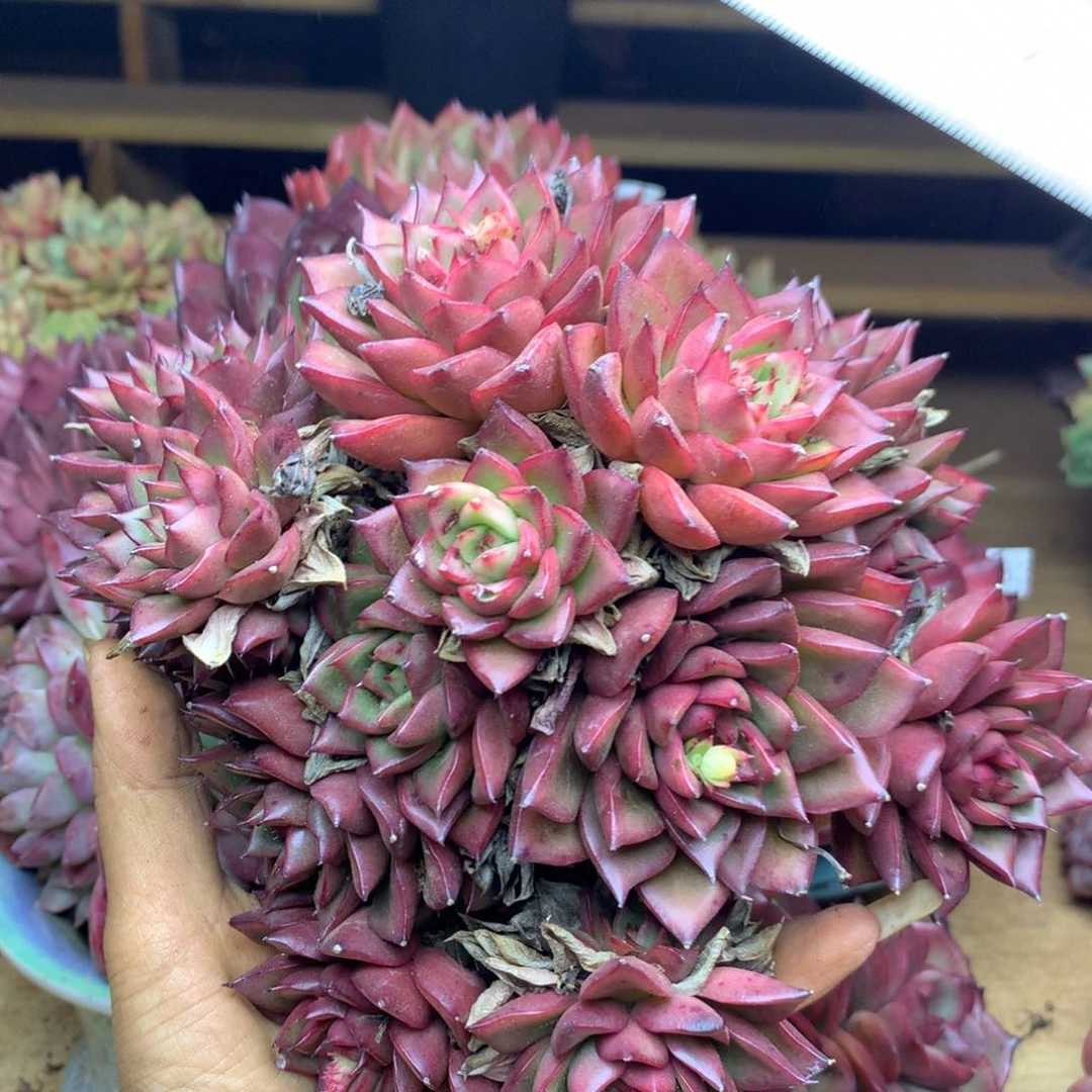 1951杂交精品基地17冠