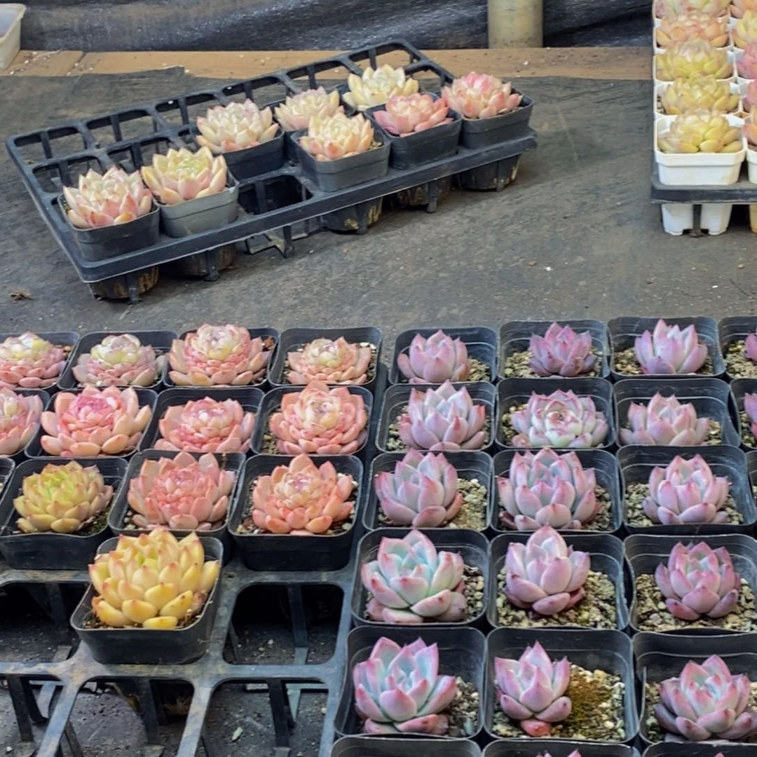 061的人生态度是一种态度