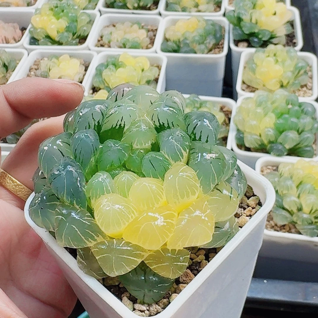K***无花朵十二卷 实生冰灯湖水福利
