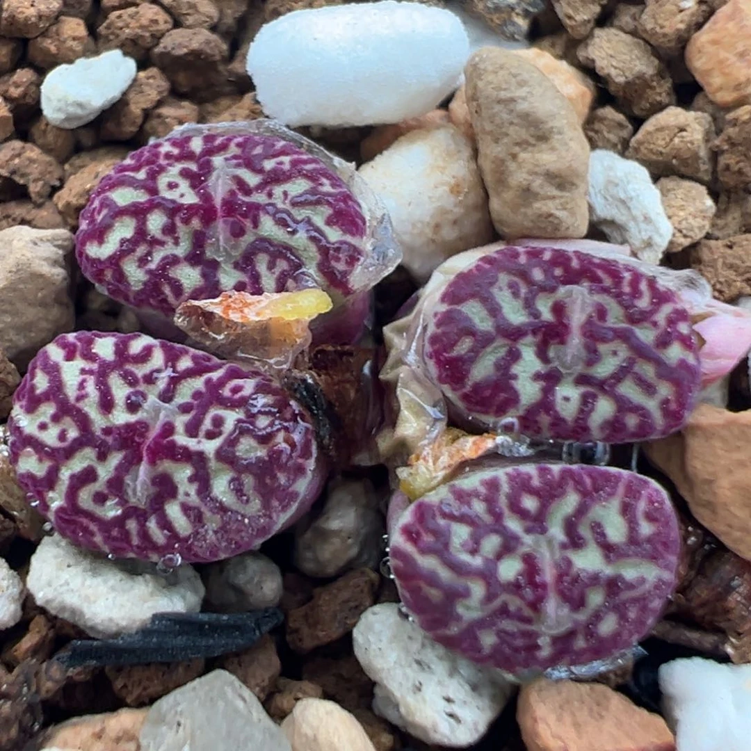 99多肉植物百科知识