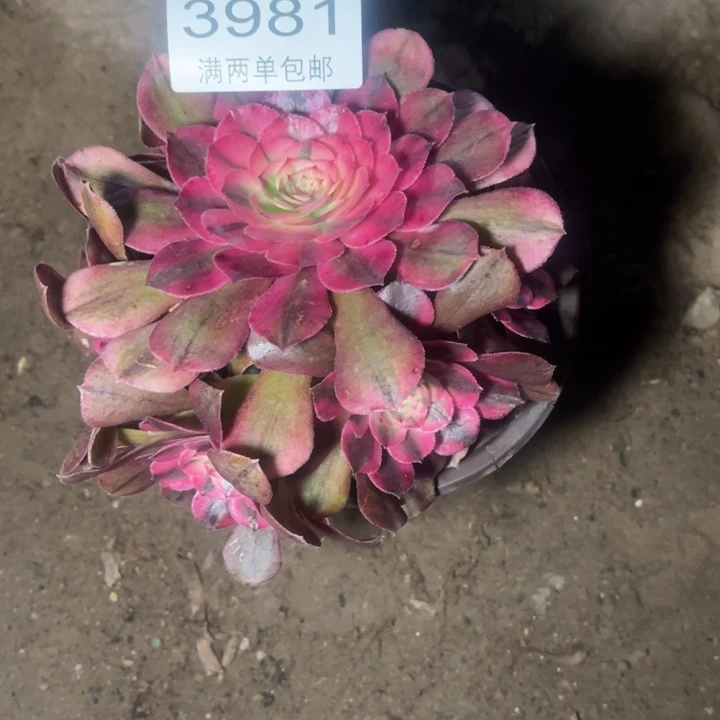 3981荔枝的的的多肉