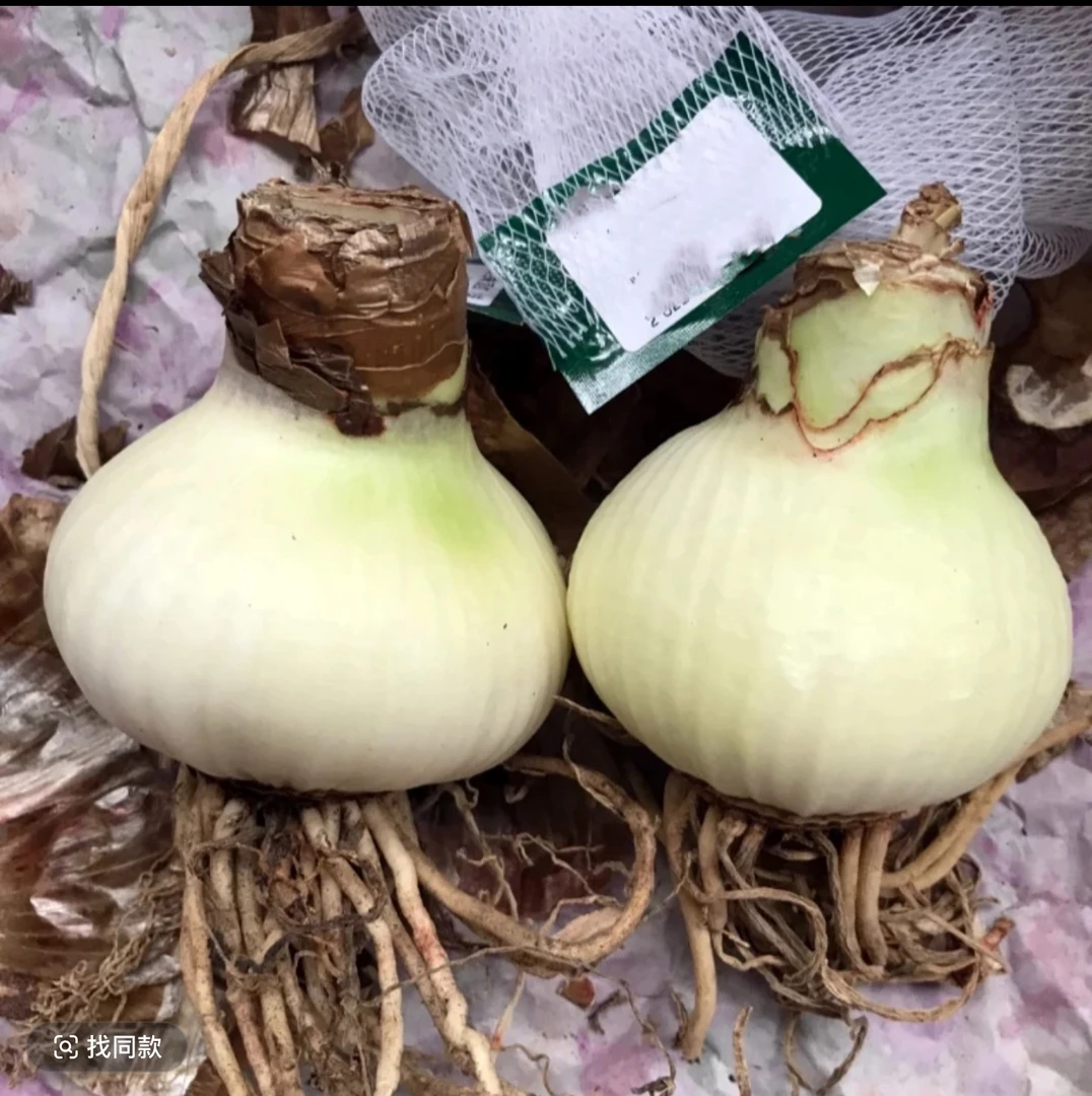 【多个品种可以选择】朱顶红种球大球7-8厘米