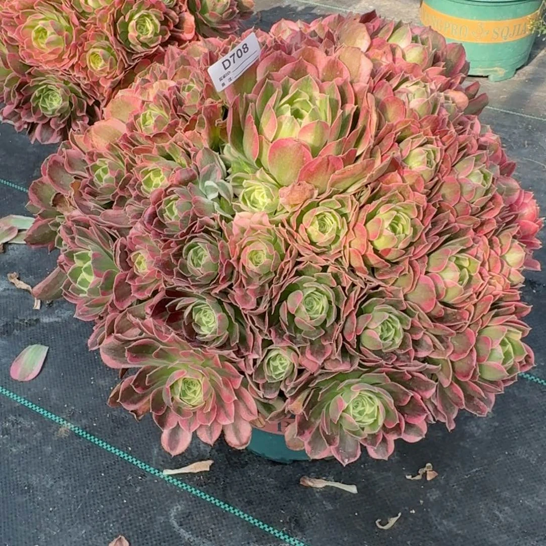 708无敌大白凤多肉植物