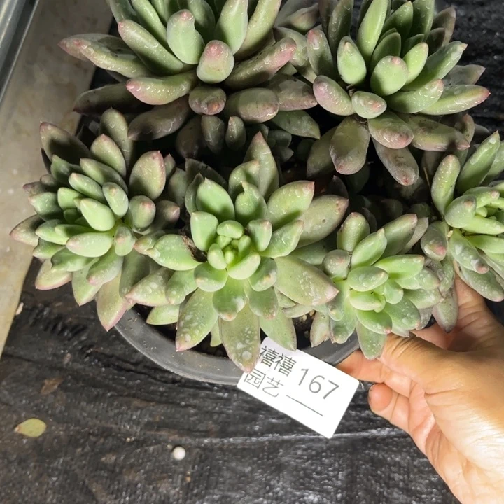 167红蜻蜓多肉植物