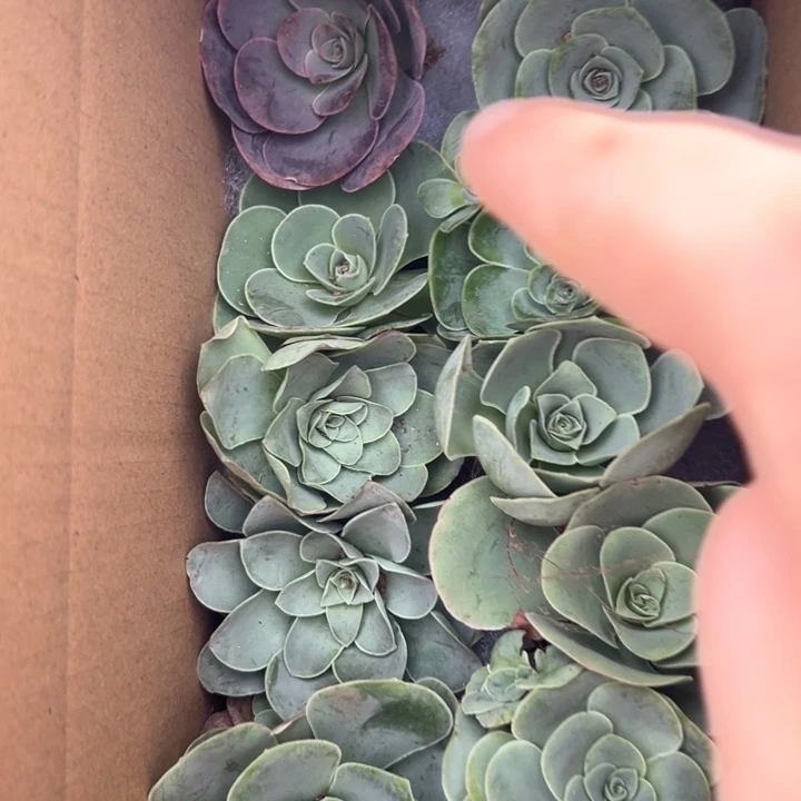 苗苗山地玫瑰多肉植物山地12