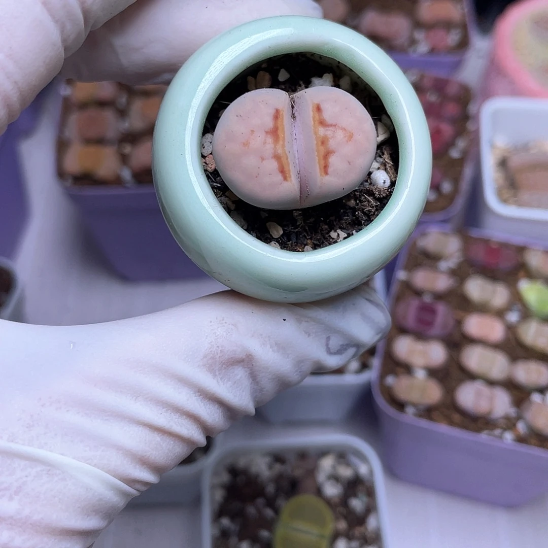 147号 带盆发货888