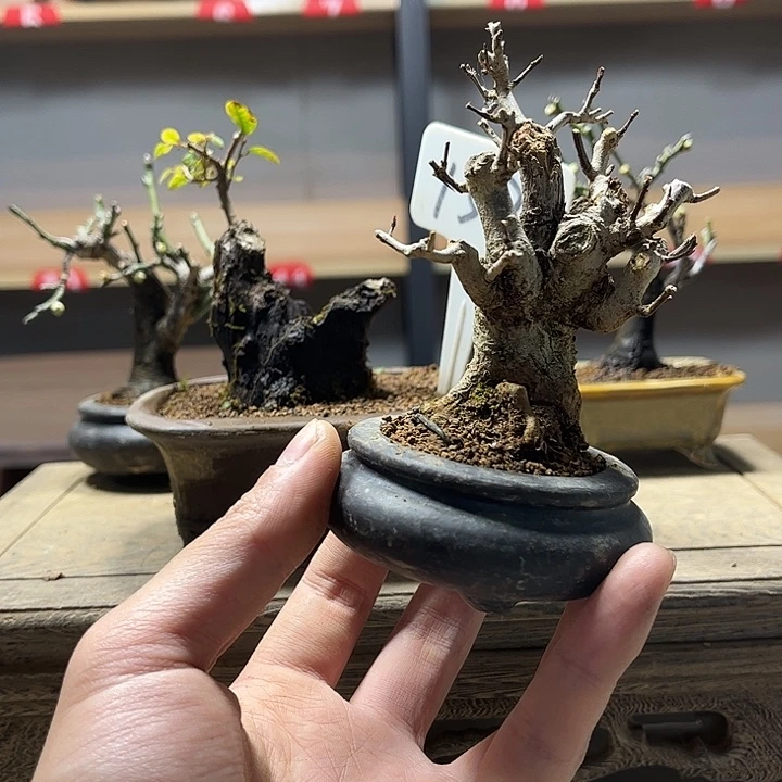 小***学无花朵石榴盆景老庄盆景