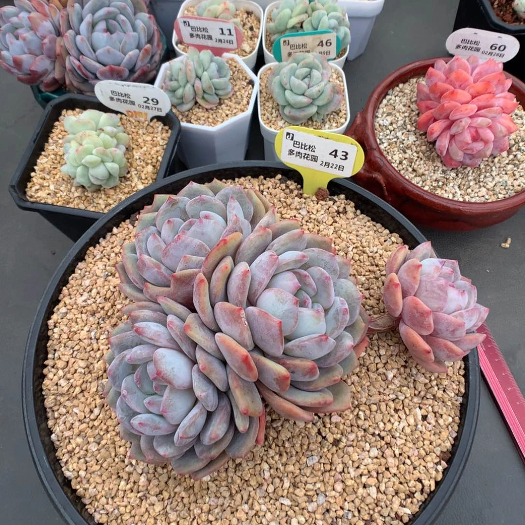 43四头梦露群多肉植物