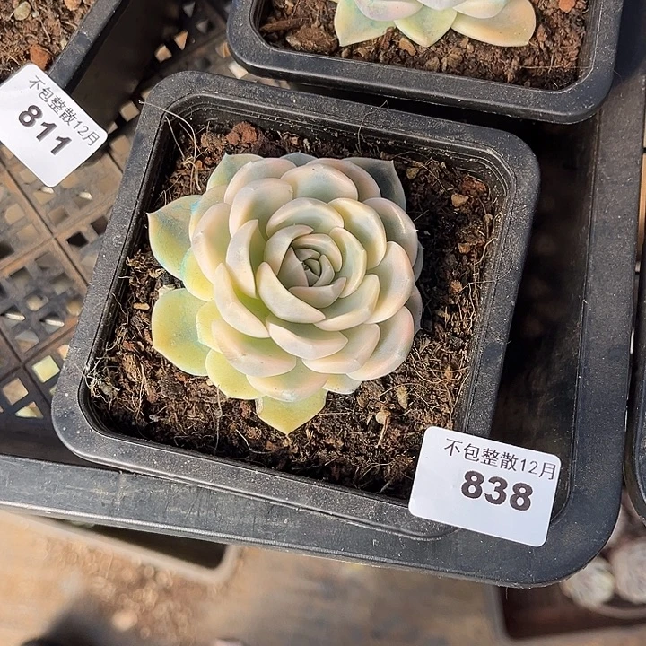 阿雅园艺。     838汉堡锦