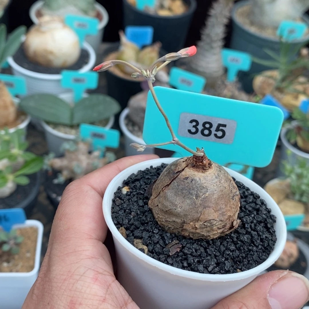 肾叶杨奎多肉植物