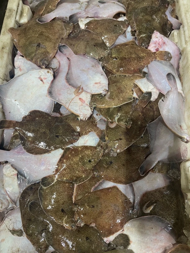 山东日照海捕高眼，高眼鲽，5斤，顺丰包邮