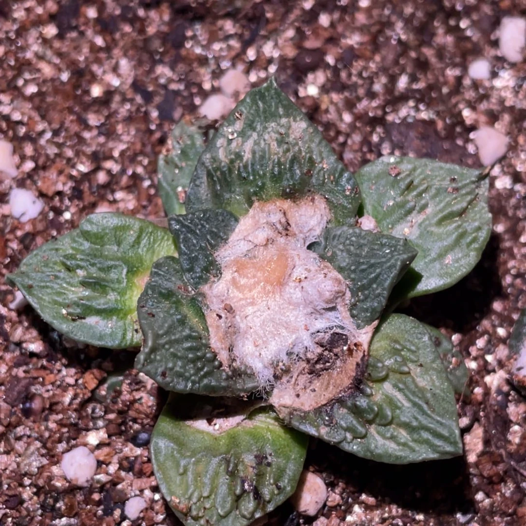 无花朵自根怒杂055 仙人球