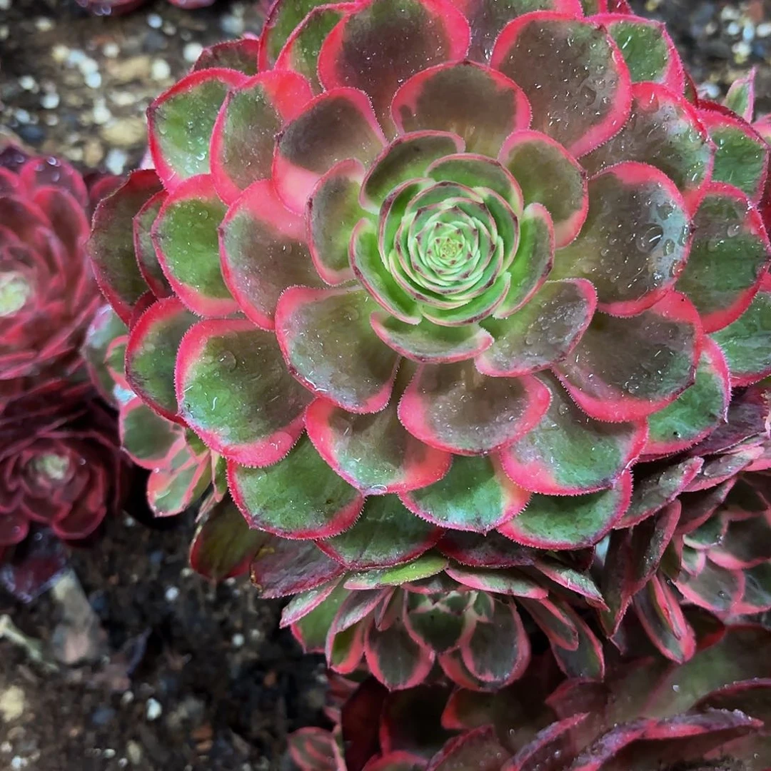 多肉植物粉花妖10元一颗