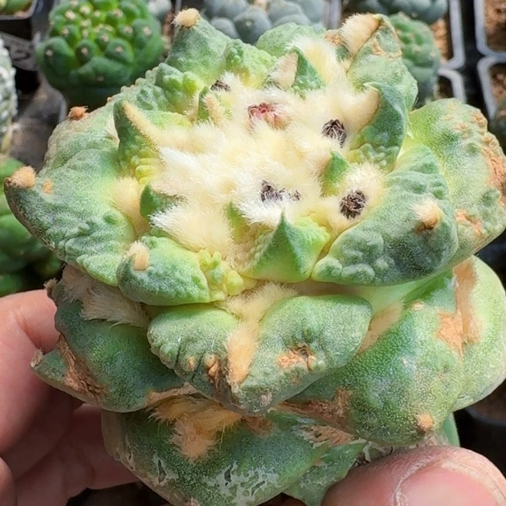 福利苗接怒涛龙牙409