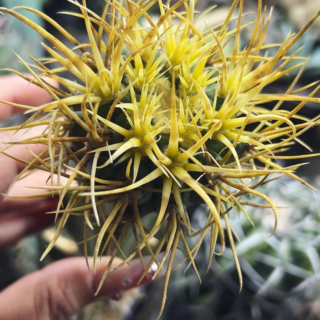 日系金冠龙仙人球666666666