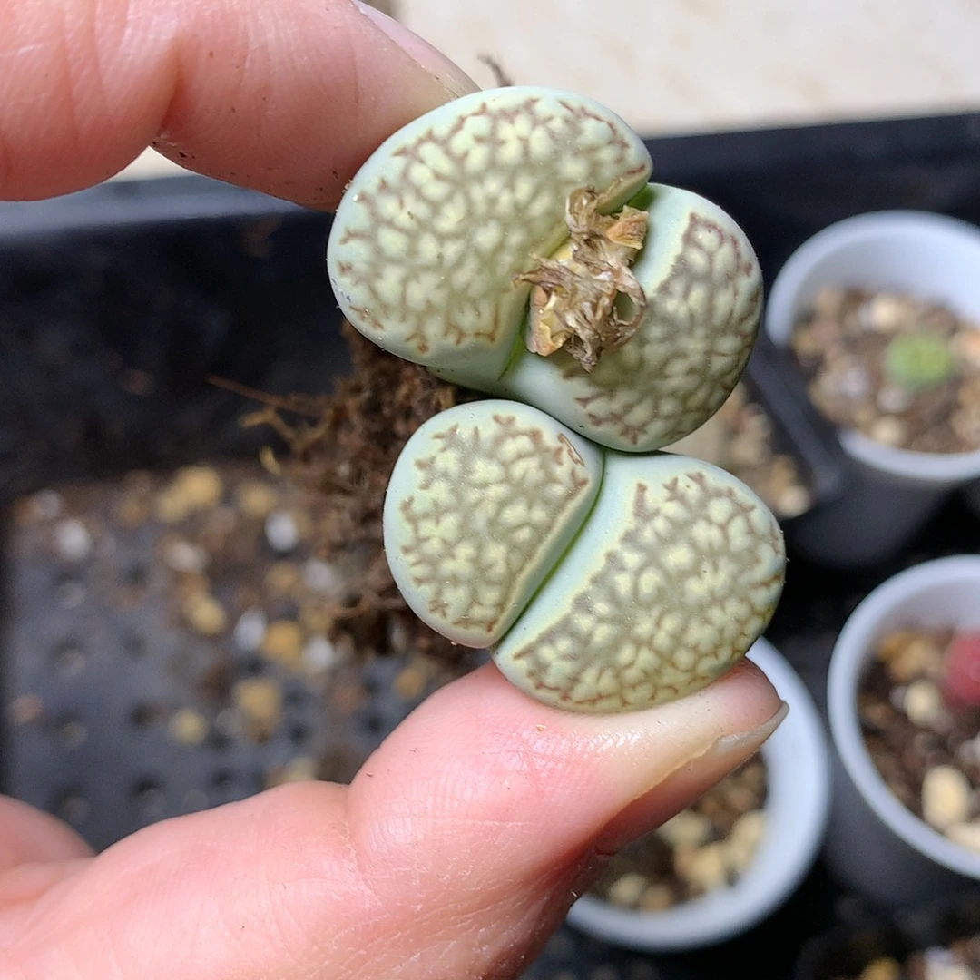 A272多肉植物保护