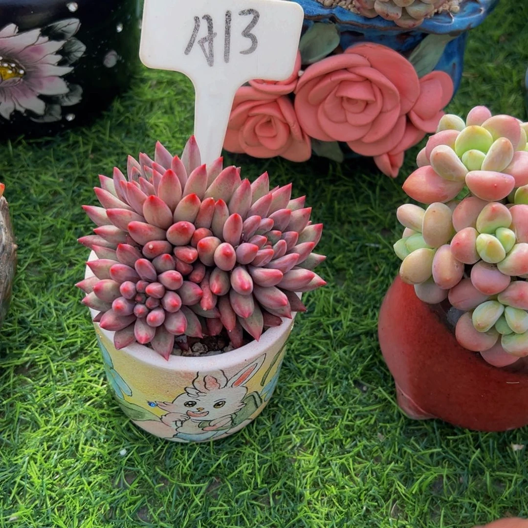 遥**蓝车厘子多肉植物带盆