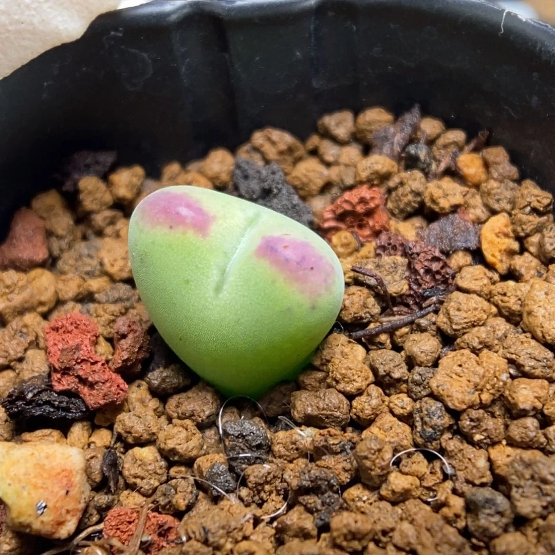 多肉植物肉锥杂交K-093