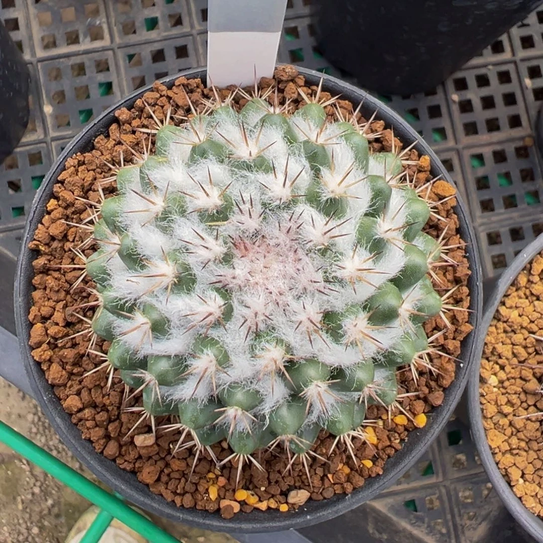 056实生根茶先丸多肉植物带盆土