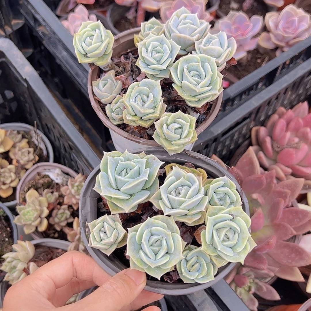 可爱玫瑰多头带盆土二盆