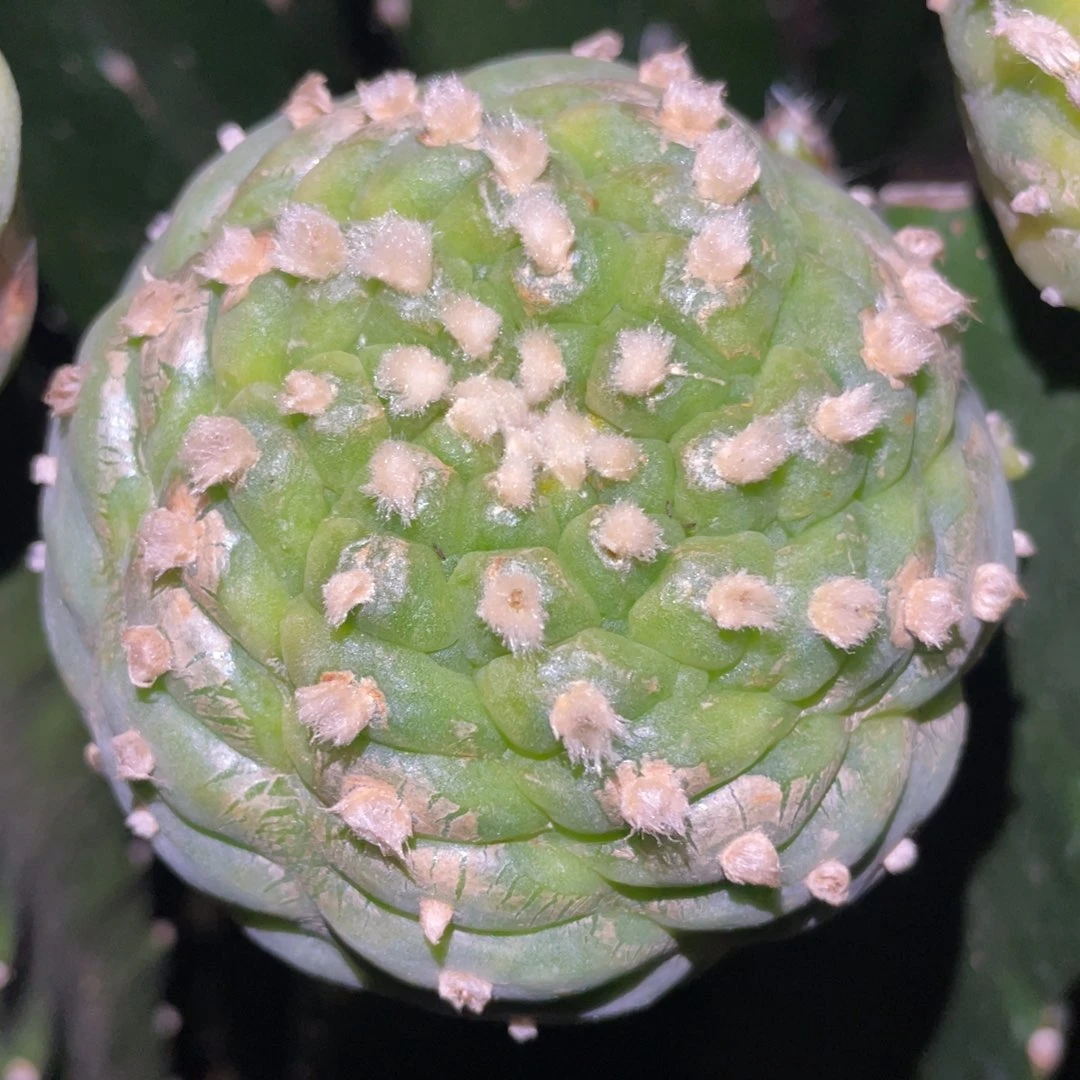 螺旋犹银 仙人球开花