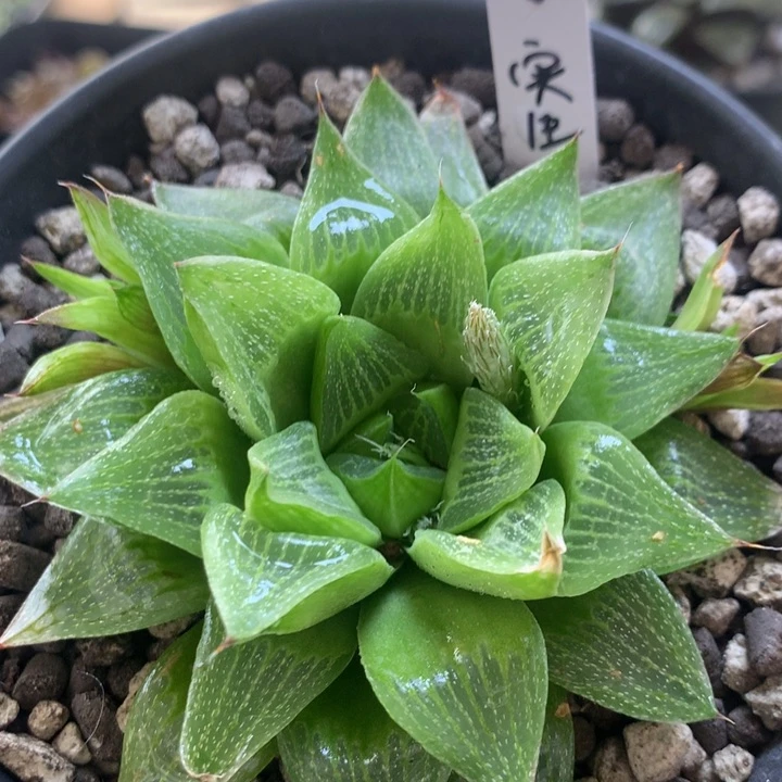 6号实生寿一物一拍