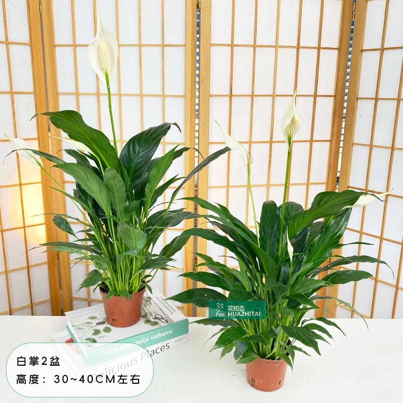 【一帆风顺】年宵花卉盆栽绿植（约30~40CM）土培白掌室内美化环