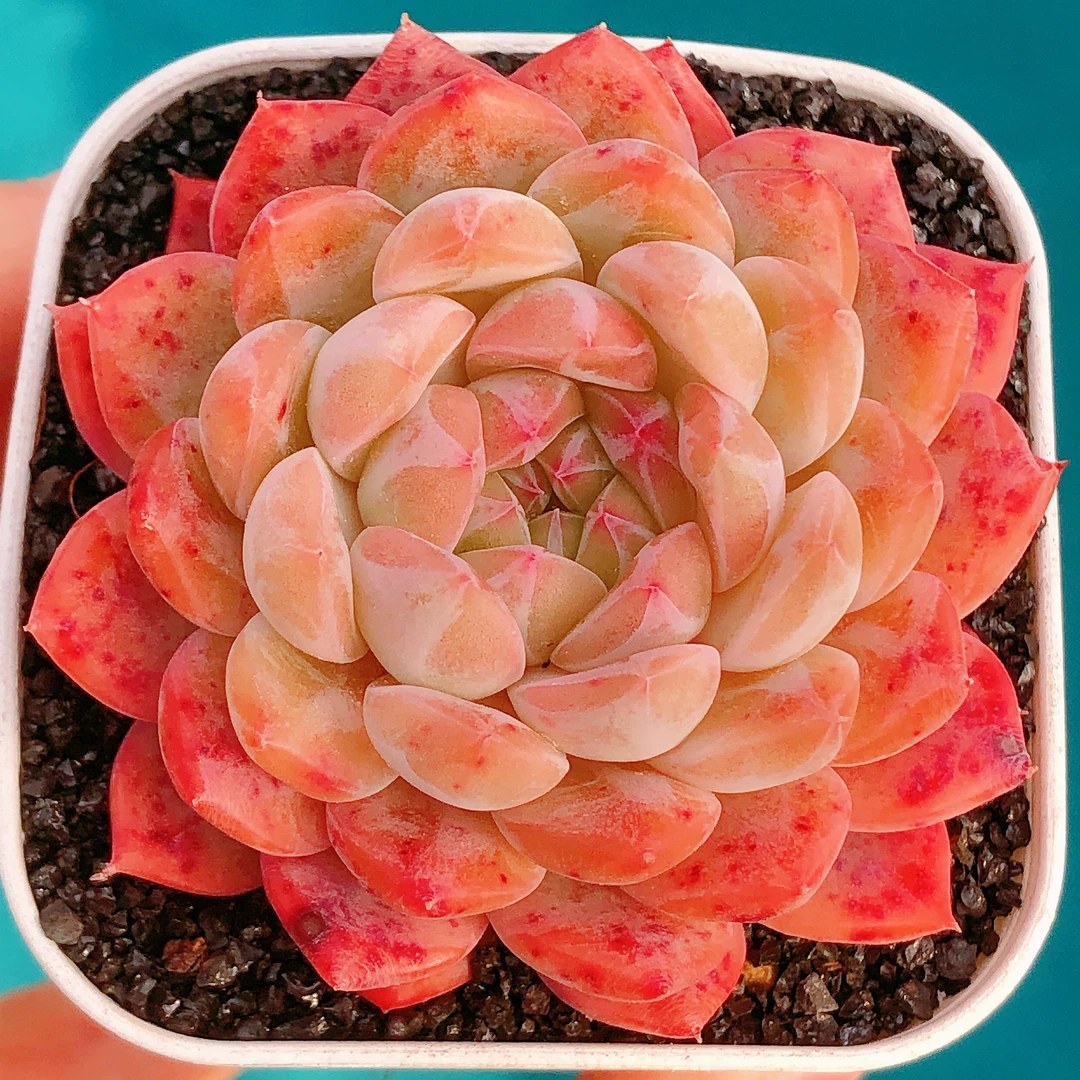 多肉植物   单头雪花糖心一颗（尺寸5左右）满28包邮除偏远