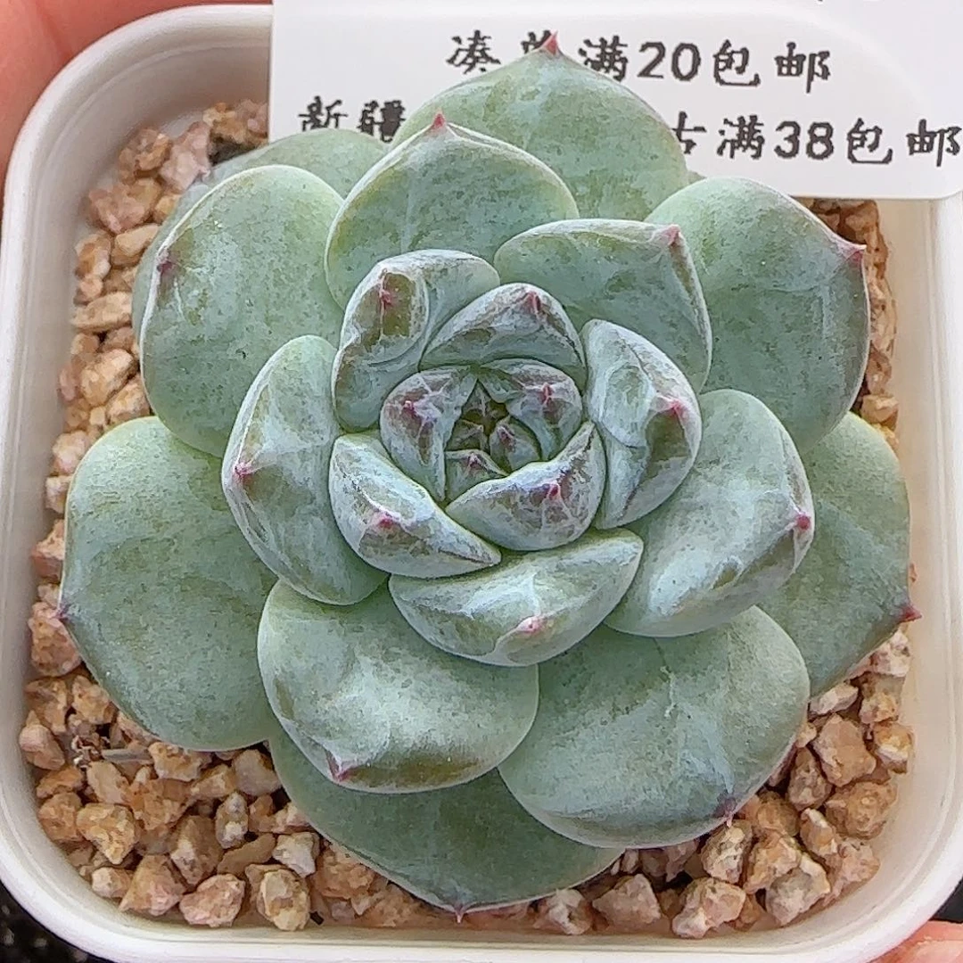 多肉0624-250糖心糖心