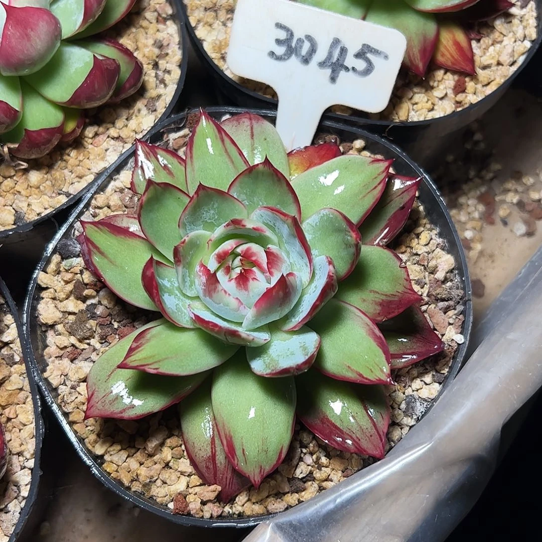 惊鸿仙子一物一拍3045号