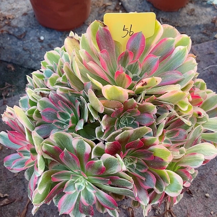 56一颗男神法师多肉