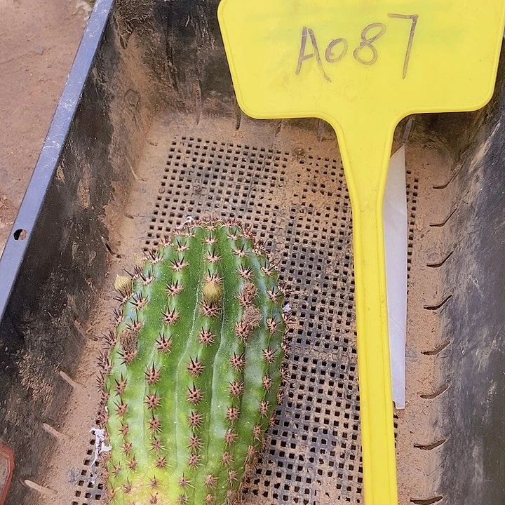 雪***儿仙人掌奈何无根侧芽A087